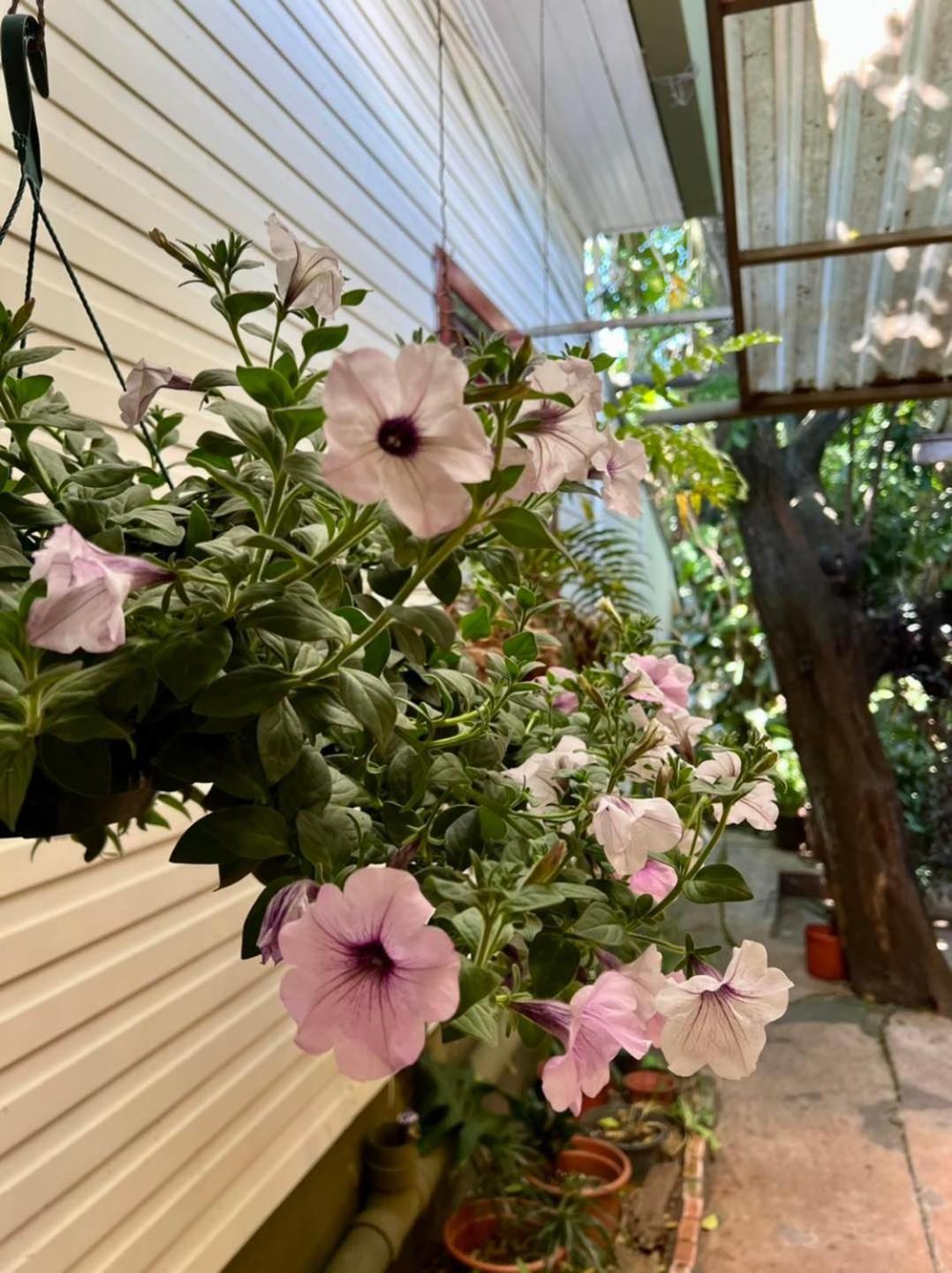 Hotel Aranjuez San José Dış mekan fotoğraf